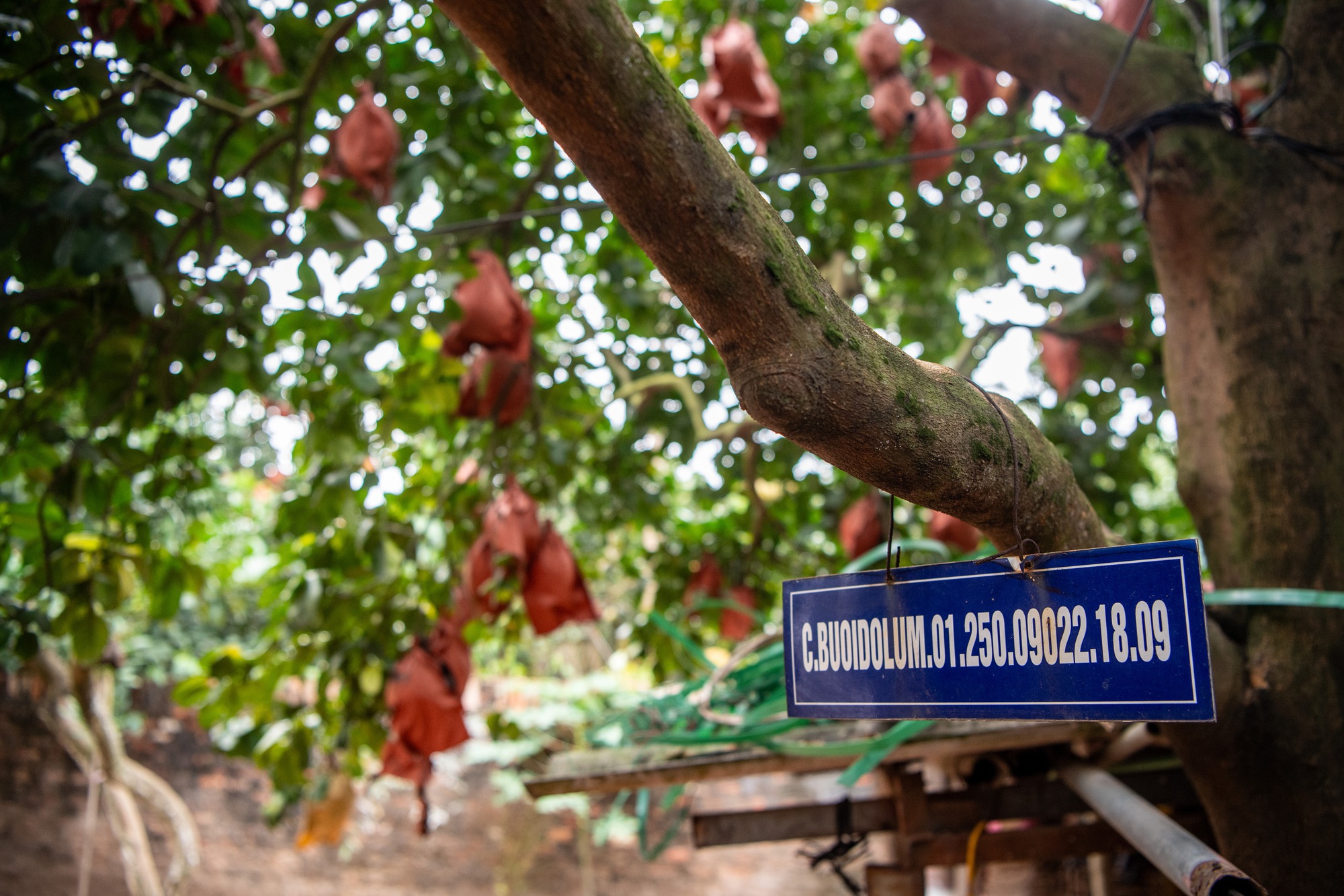 Một loại quả bị đồn "sơn màu đỏ" để được săn đón dịp Tết, sự thật là gì?- Ảnh 2.