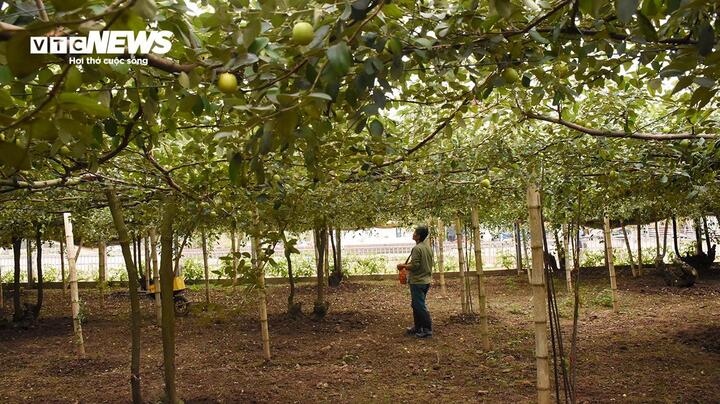 Giáp Tết Nguyên đán 2025, đặc sản táo muối Bàng La khan hàng- Ảnh 11.