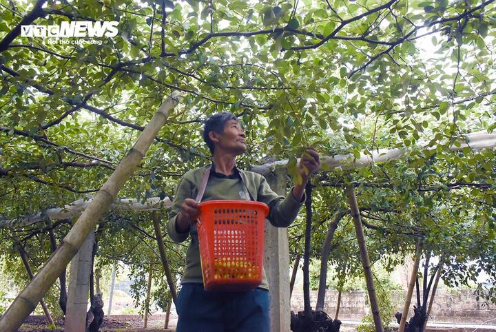 Giáp Tết Nguyên đán 2025, đặc sản táo muối Bàng La khan hàng- Ảnh 1.