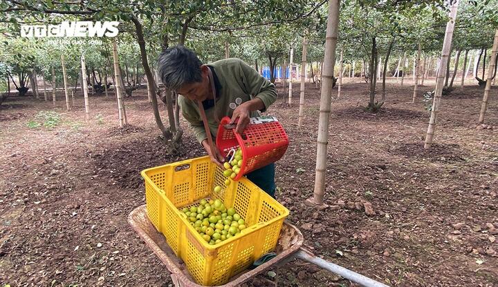 Giáp Tết Nguyên đán 2025, đặc sản táo muối Bàng La khan hàng- Ảnh 2.