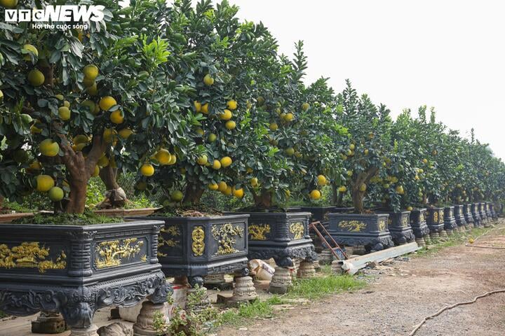 Mãn nhãn ngắm bưởi 'phi thuyền' giá trăm triệu đồng chơi Tết Ất Tỵ- Ảnh 1.