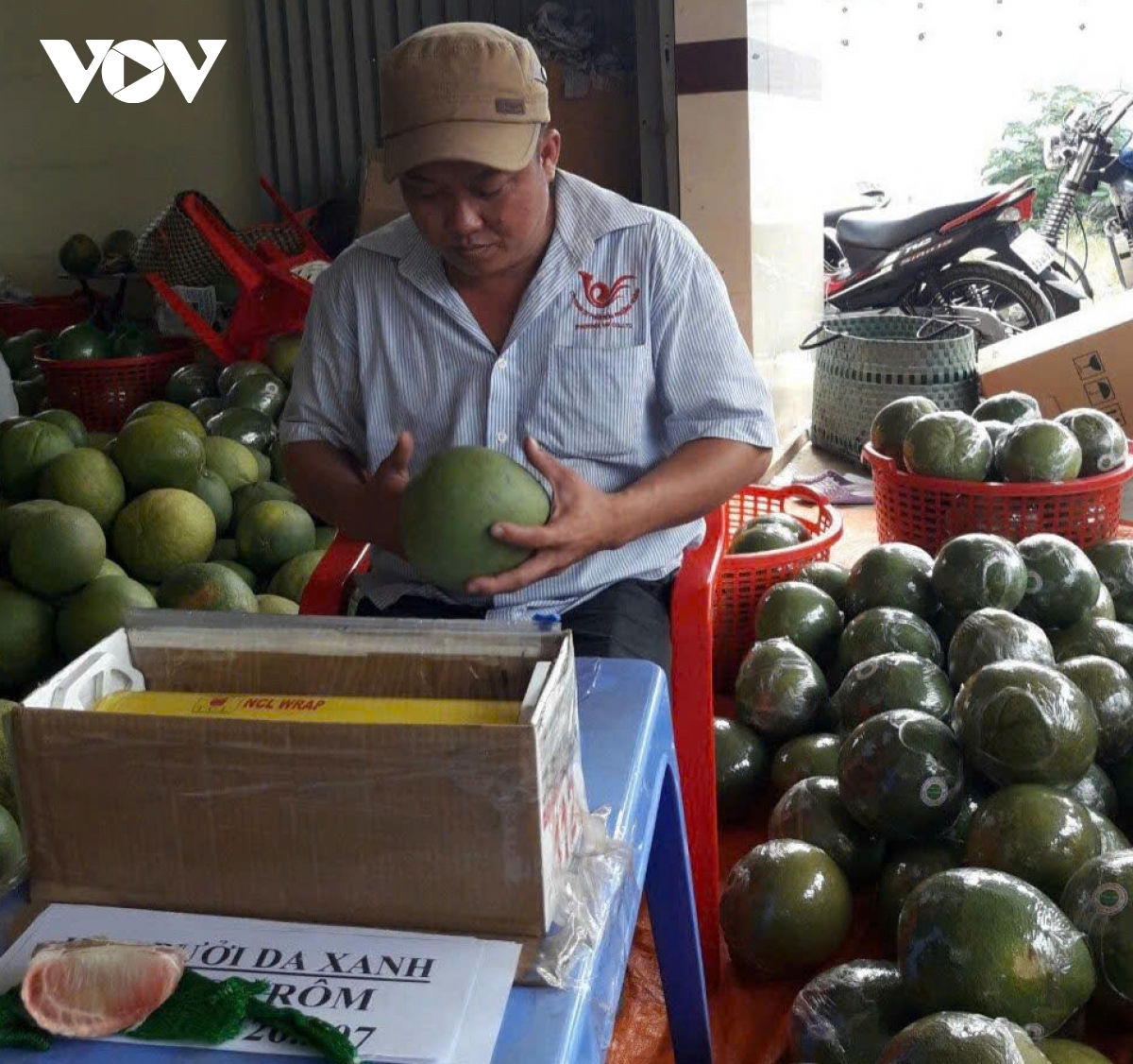 Trái bưởi da xanh giá tăng cao, nhà vườn phấn khởi- Ảnh 2.