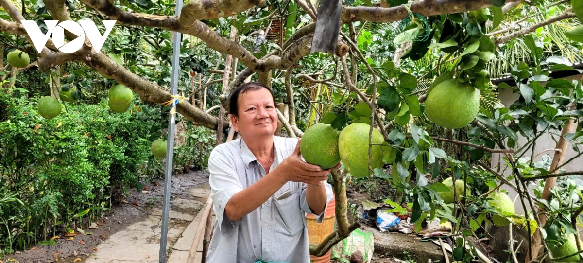 Trái bưởi da xanh giá tăng cao, nhà vườn phấn khởi- Ảnh 1.