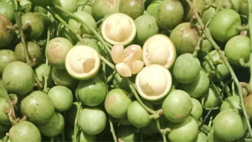 Loại quả xưa "bèo dạt mây trôi", nay "hóa rồng" thành đặc sản "vạn người mê"- Ảnh 4.