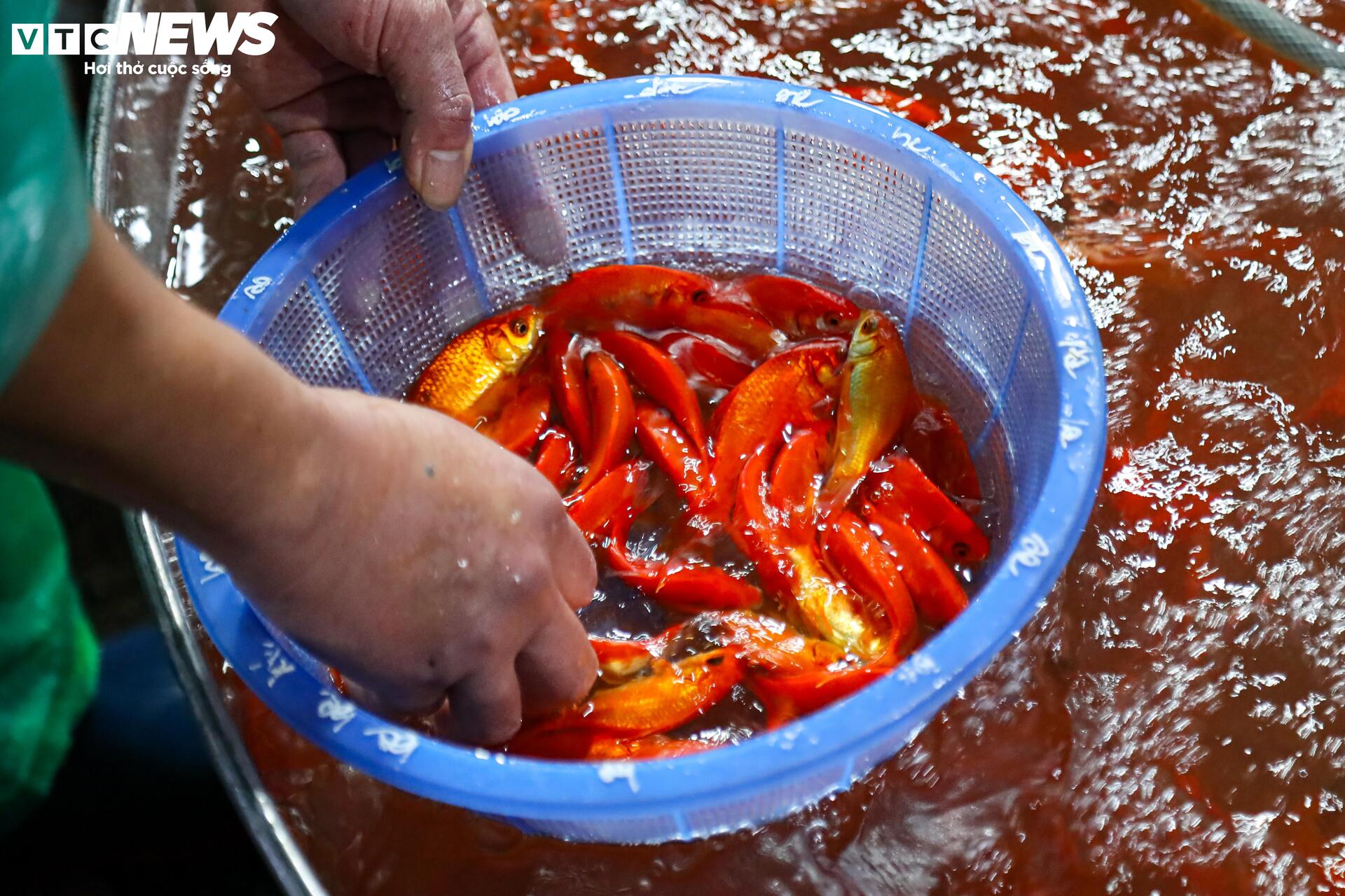 Xuyên đêm mua bán cá chép đỏ cho ngày cúng ông Công, ông Táo- Ảnh 15.