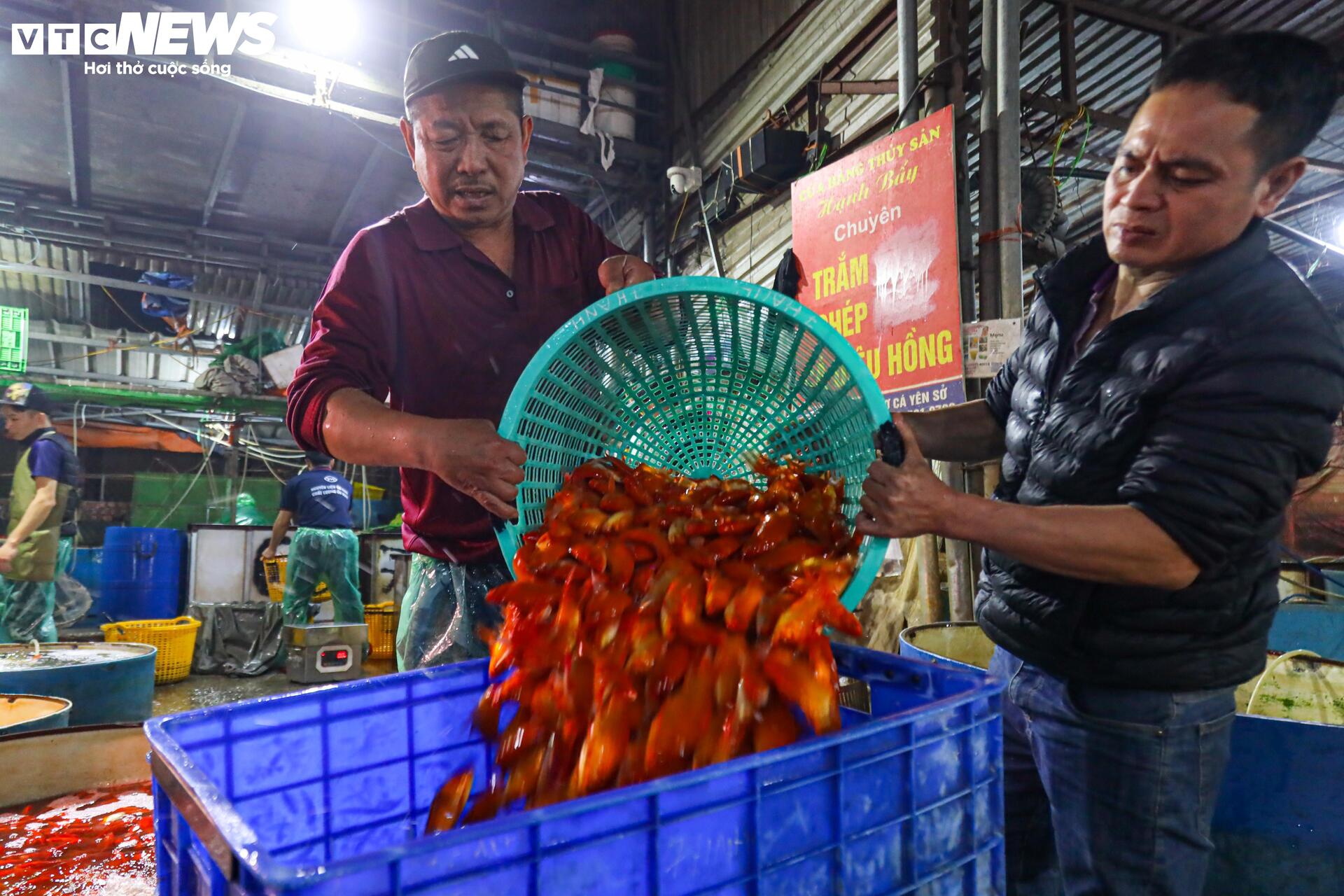 Xuyên đêm mua bán cá chép đỏ cho ngày cúng ông Công, ông Táo- Ảnh 9.