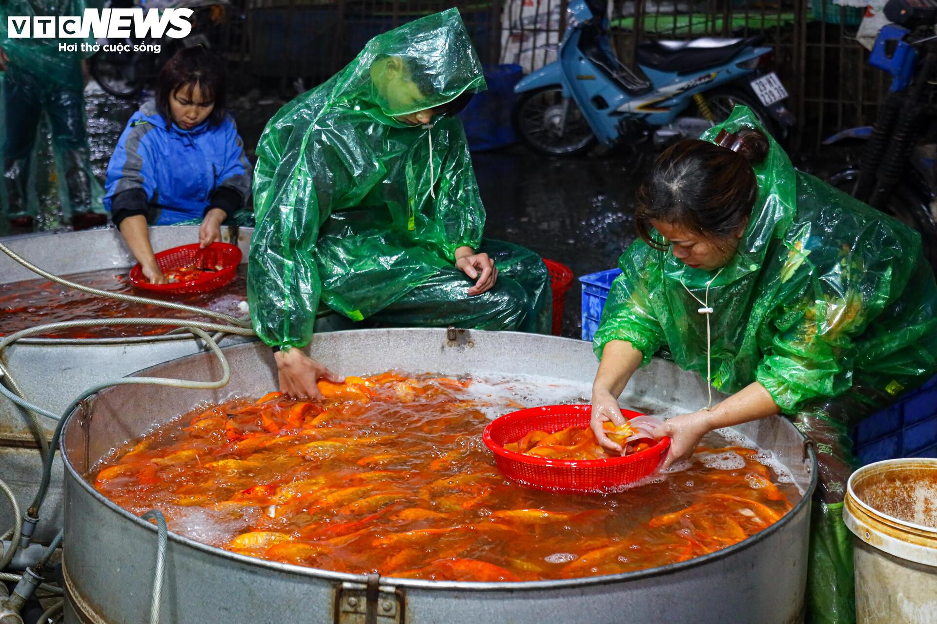 Xuyên đêm mua bán cá chép đỏ cho ngày cúng ông Công, ông Táo- Ảnh 12.