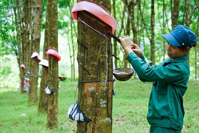 Sản vật tỷ đô của Việt Nam đạt kỷ lục, hơn 1/3 thế giới "chốt đơn", Trung Quốc yêu thích nhất chiếm 72%- Ảnh 2.