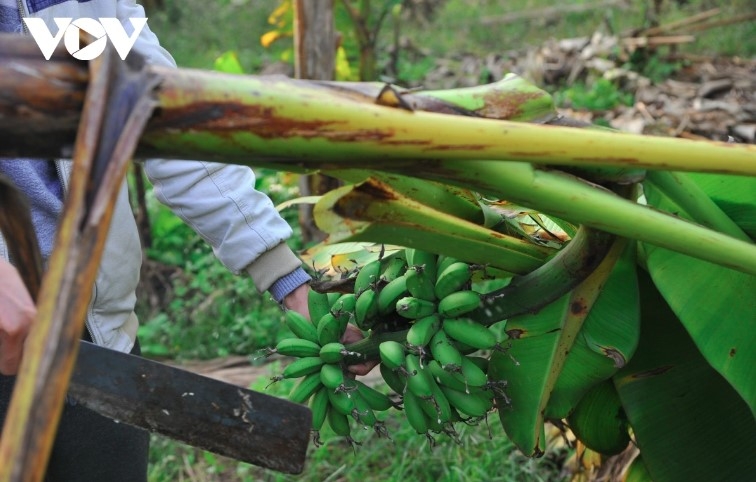 Đặc sản chuối tiến vua "làng Vũ Đại" cháy hàng dịp Tết- Ảnh 14.