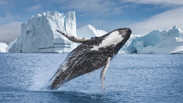 ‘Con quái vật’ của Greenland - hòn đảo cực lớn mà ông Trump lần thứ hai muốn thâu tóm- Ảnh 11.