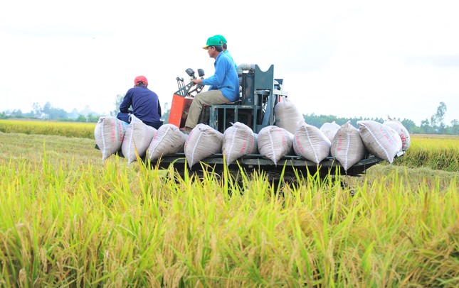 Việt Nam xuất khẩu gạo cho 3 tỷ người làm lương thực chính- Ảnh 1.