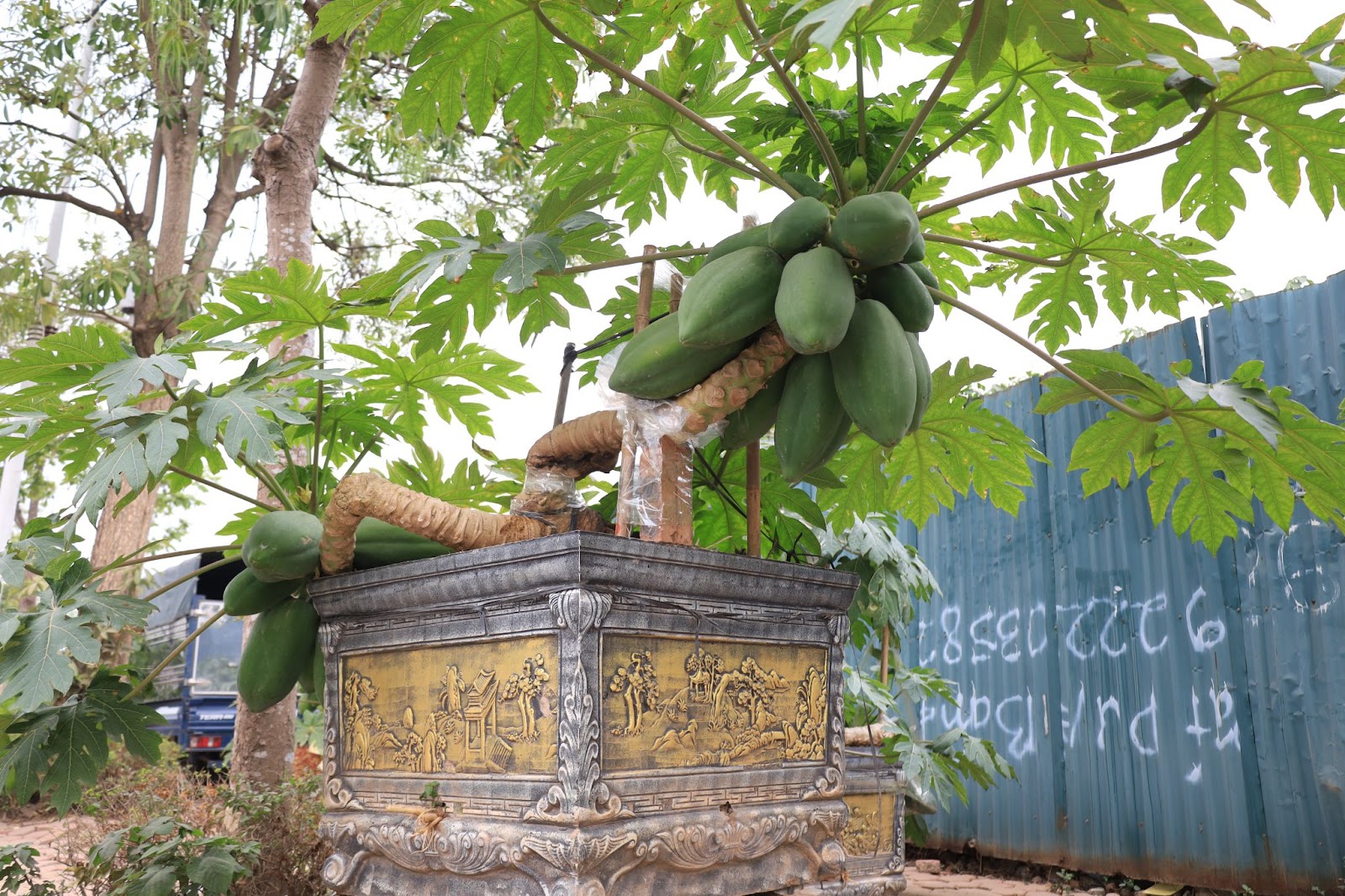 Đu đủ bonsai giá chục triệu đón Tết Nguyên đán Ất Tỵ- Ảnh 5.