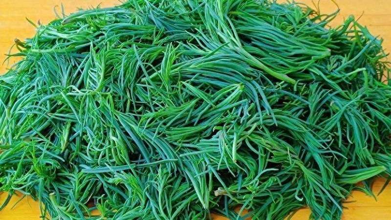 Loại cây mọc dại xưa bị "ghẻ lạnh", nay được ví như "vàng mười" giá cao ngất ngưởng 100.000 đồng/kg- Ảnh 1. Loại cây mọc dại xưa bị "ghẻ lạnh", nay được ví như "vàng mười" giá cao ngất ngưởng 100.000 đồng/kg- Ảnh 1.