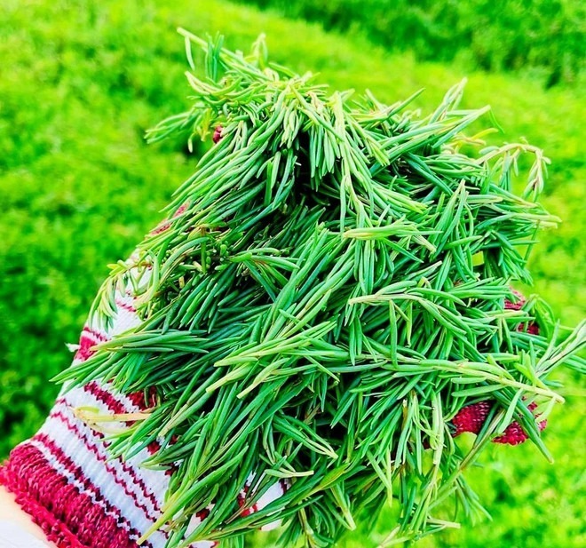 Loại cây mọc dại xưa bị "ghẻ lạnh", nay được ví như "vàng mười" giá cao ngất ngưởng 100.000 đồng/kg- Ảnh 4. Loại cây mọc dại xưa bị "ghẻ lạnh", nay được ví như "vàng mười" giá cao ngất ngưởng 100.000 đồng/kg- Ảnh 4.