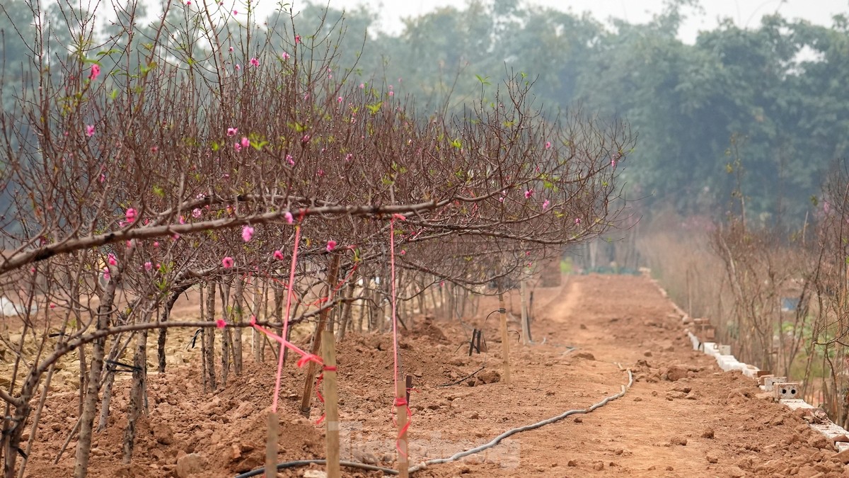 Hà Nội: Đào Nhật Tân tăng giá mạnh, chi tiền triệu vẫn khó mua- Ảnh 5.