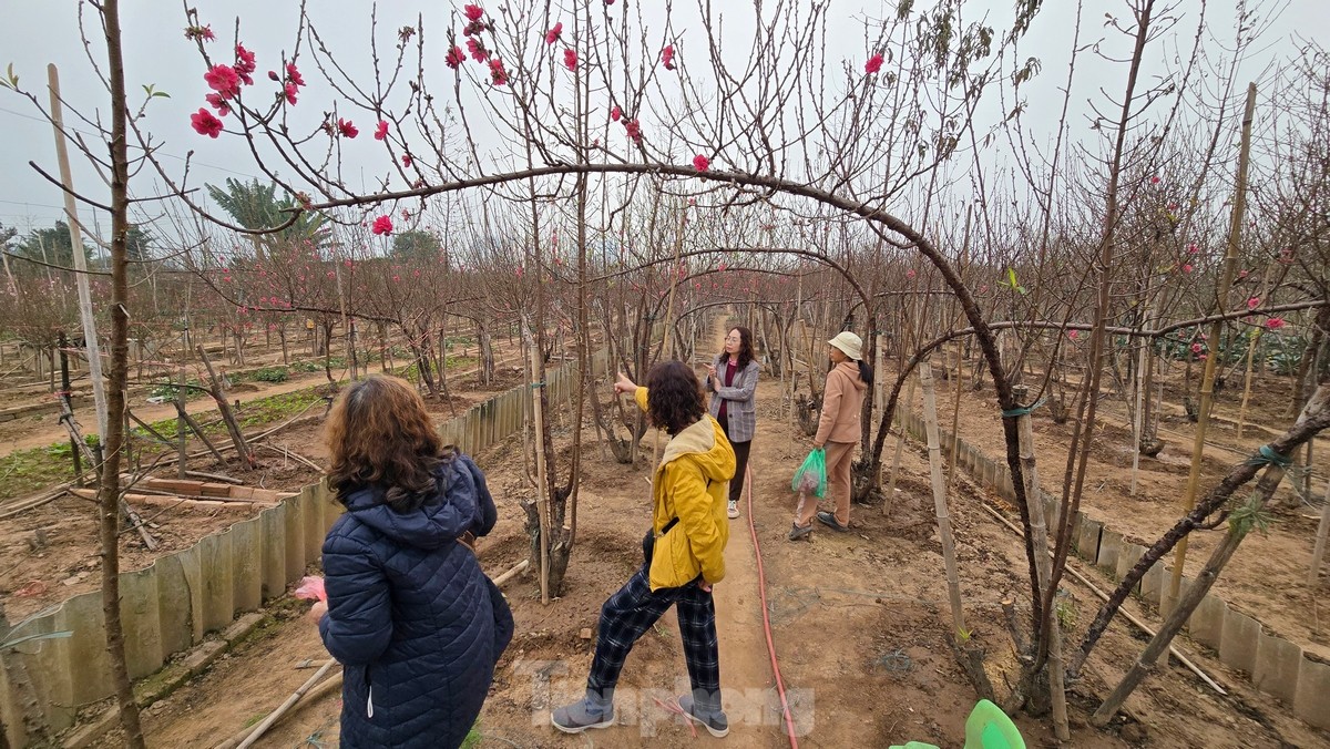 Hà Nội: Đào Nhật Tân tăng giá mạnh, chi tiền triệu vẫn khó mua- Ảnh 6.