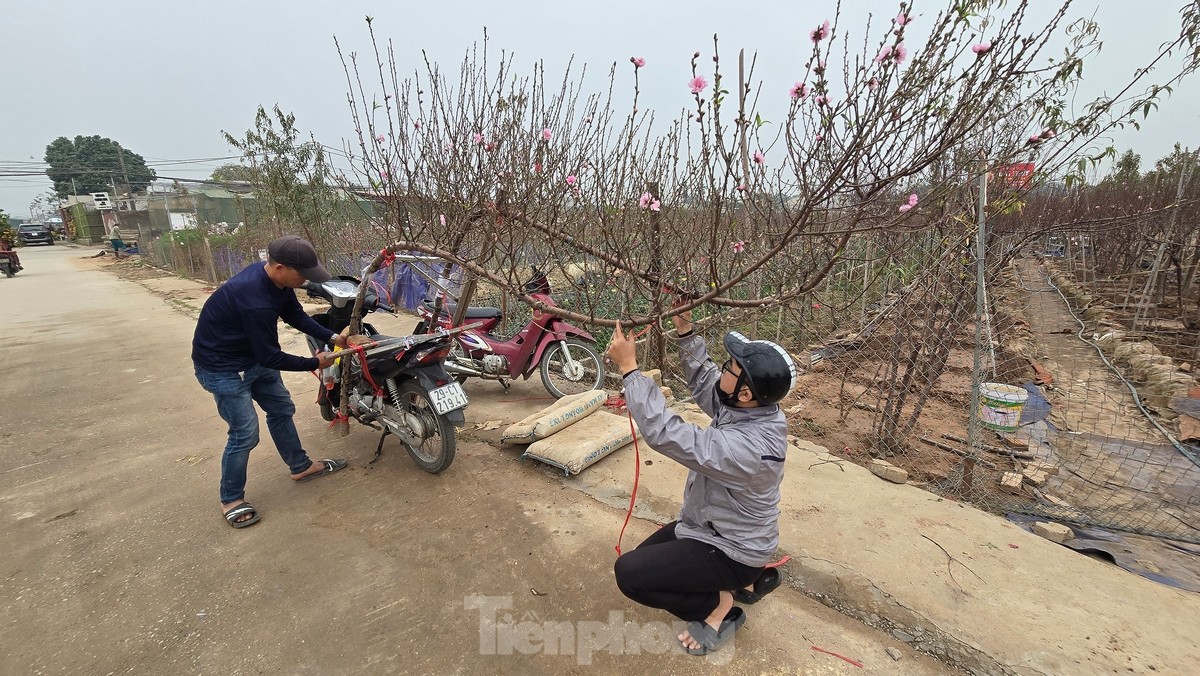 Hà Nội: Đào Nhật Tân tăng giá mạnh, chi tiền triệu vẫn khó mua- Ảnh 7.