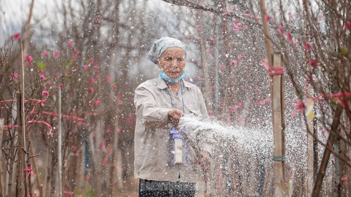 Hà Nội: Đào Nhật Tân tăng giá mạnh, chi tiền triệu vẫn khó mua- Ảnh 14.