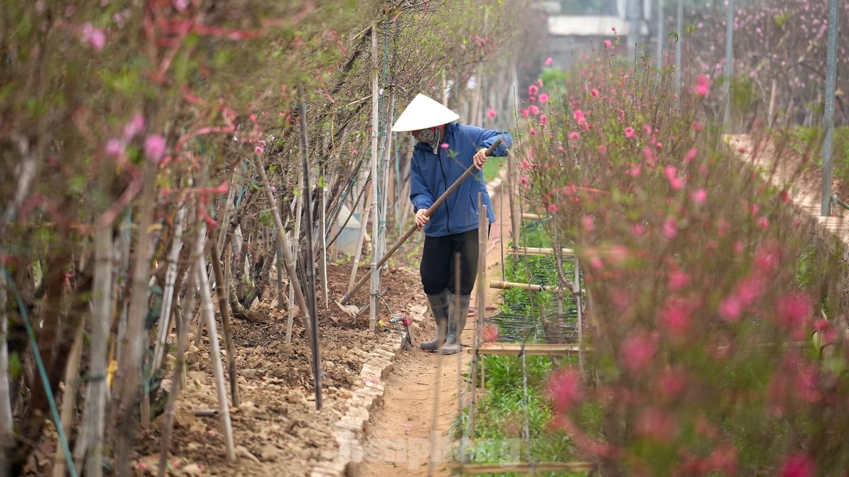 Hà Nội: Đào Nhật Tân tăng giá mạnh, chi tiền triệu vẫn khó mua- Ảnh 15.