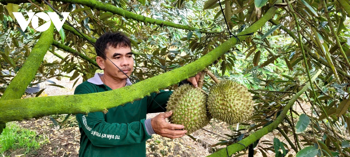 Trái sầu riêng cận Tết giảm giá sâu, nhà vườn đón Tết kém vui- Ảnh 3.