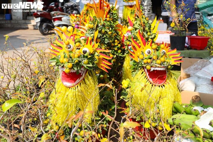 Chơi trội dát vàng lên quả quất Tứ Liên, tiểu thương bán giá tiền triệu- Ảnh 14.