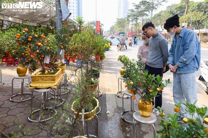 Chơi trội dát vàng lên quả quất Tứ Liên, tiểu thương bán giá tiền triệu- Ảnh 11.