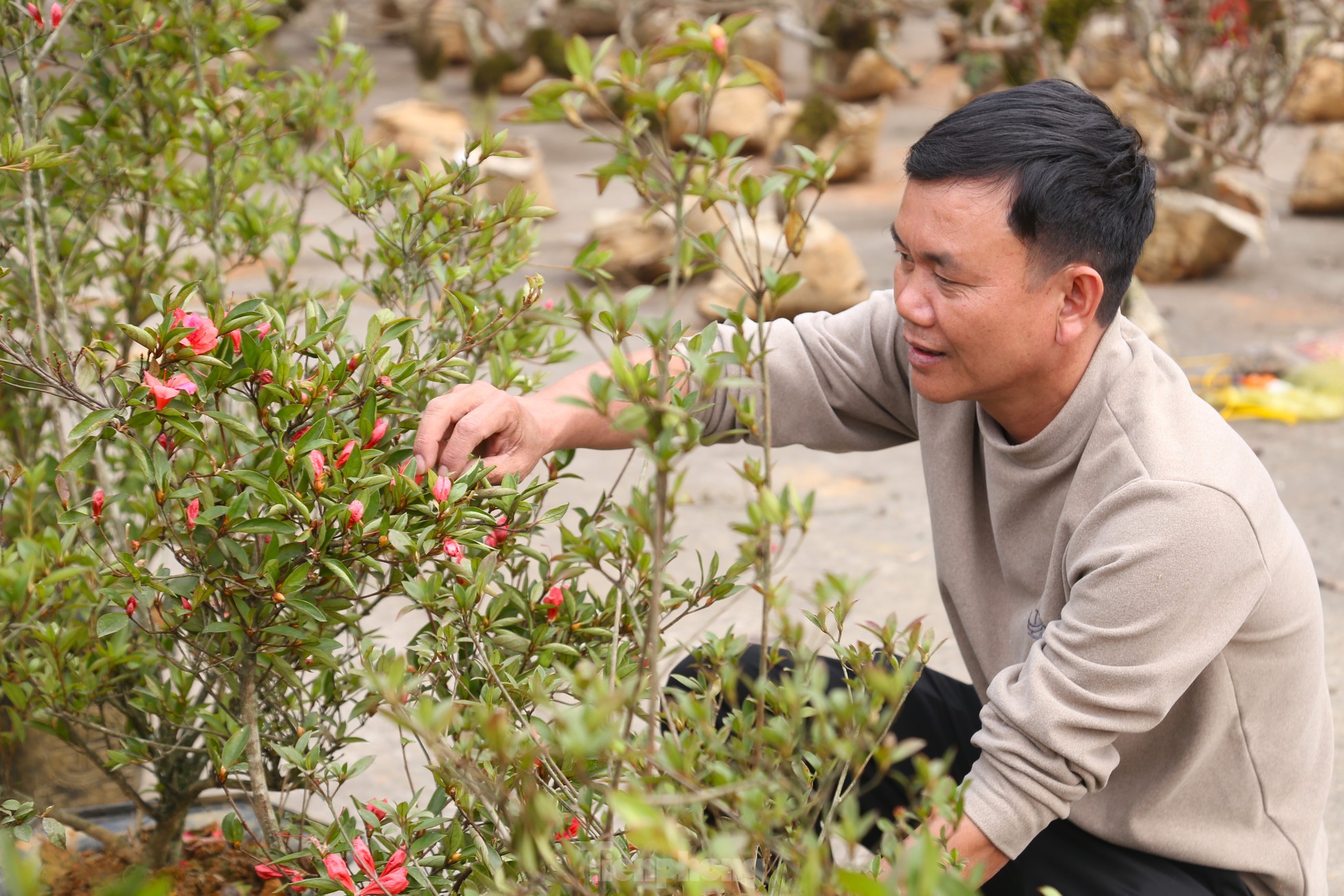 Loại hoa có thân như củi khô, giá hàng triệu đồng được săn lùng chơi Tết- Ảnh 10.