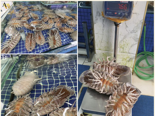 Các nhà khoa học quốc tế bất ngờ tìm thấy một loài bọ biển siêu khổng lồ, hoàn toàn mới ở Việt Nam, nhưng không phải dưới đáy biển, mà trong nhà hàng hải sản- Ảnh 3. Các nhà khoa học quốc tế bất ngờ tìm thấy một loài bọ biển siêu khổng lồ, hoàn toàn mới ở Việt Nam, nhưng không phải dưới đáy biển, mà trong nhà hàng hải sản- Ảnh 3.