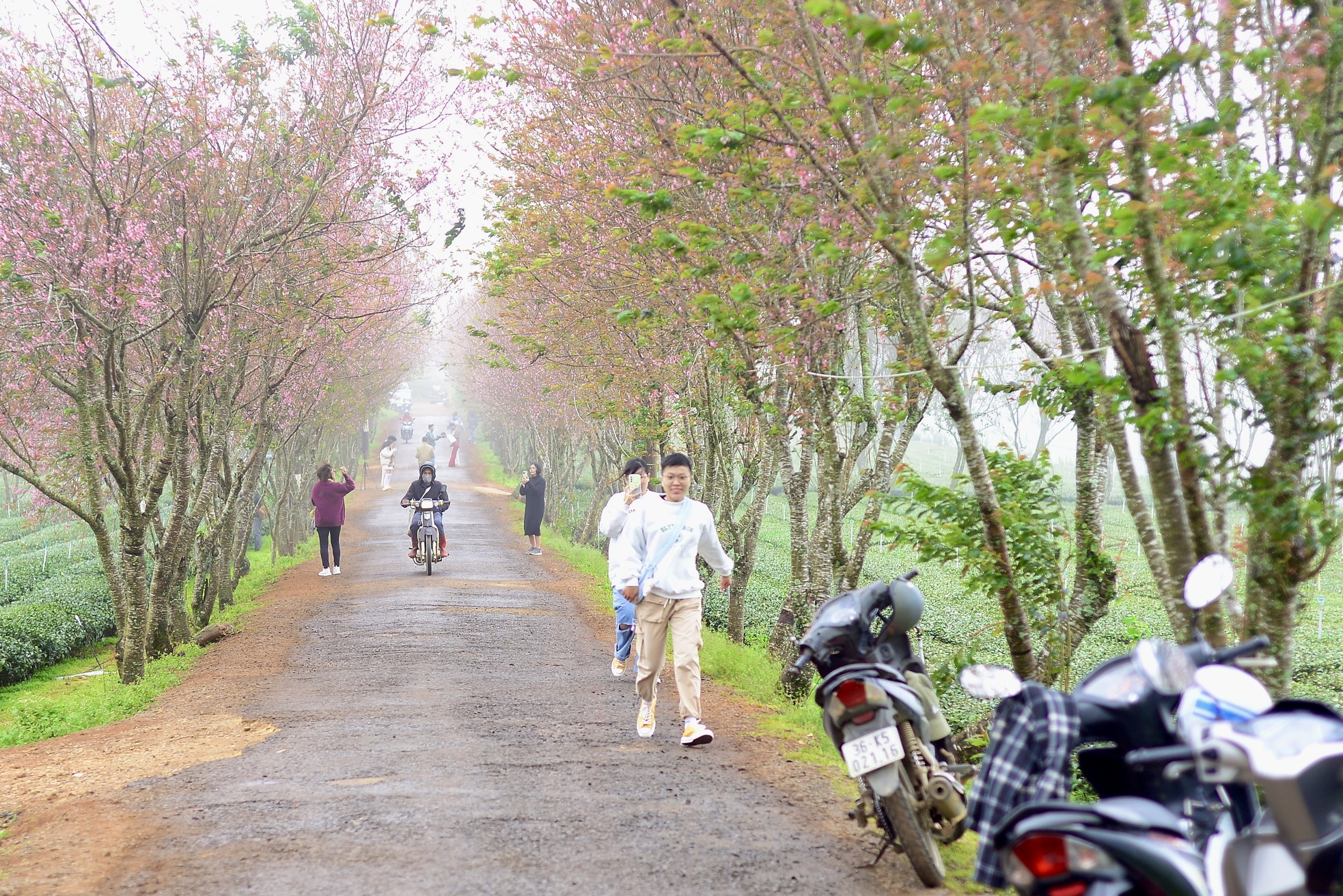 Rực rỡ mai anh đào trên đồi chè Cầu Đất - Đà Lạt- Ảnh 3.