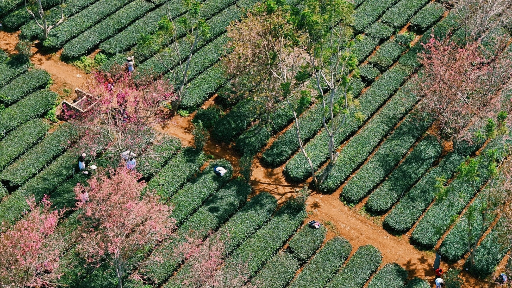 Rực rỡ mai anh đào trên đồi chè Cầu Đất - Đà Lạt- Ảnh 7.