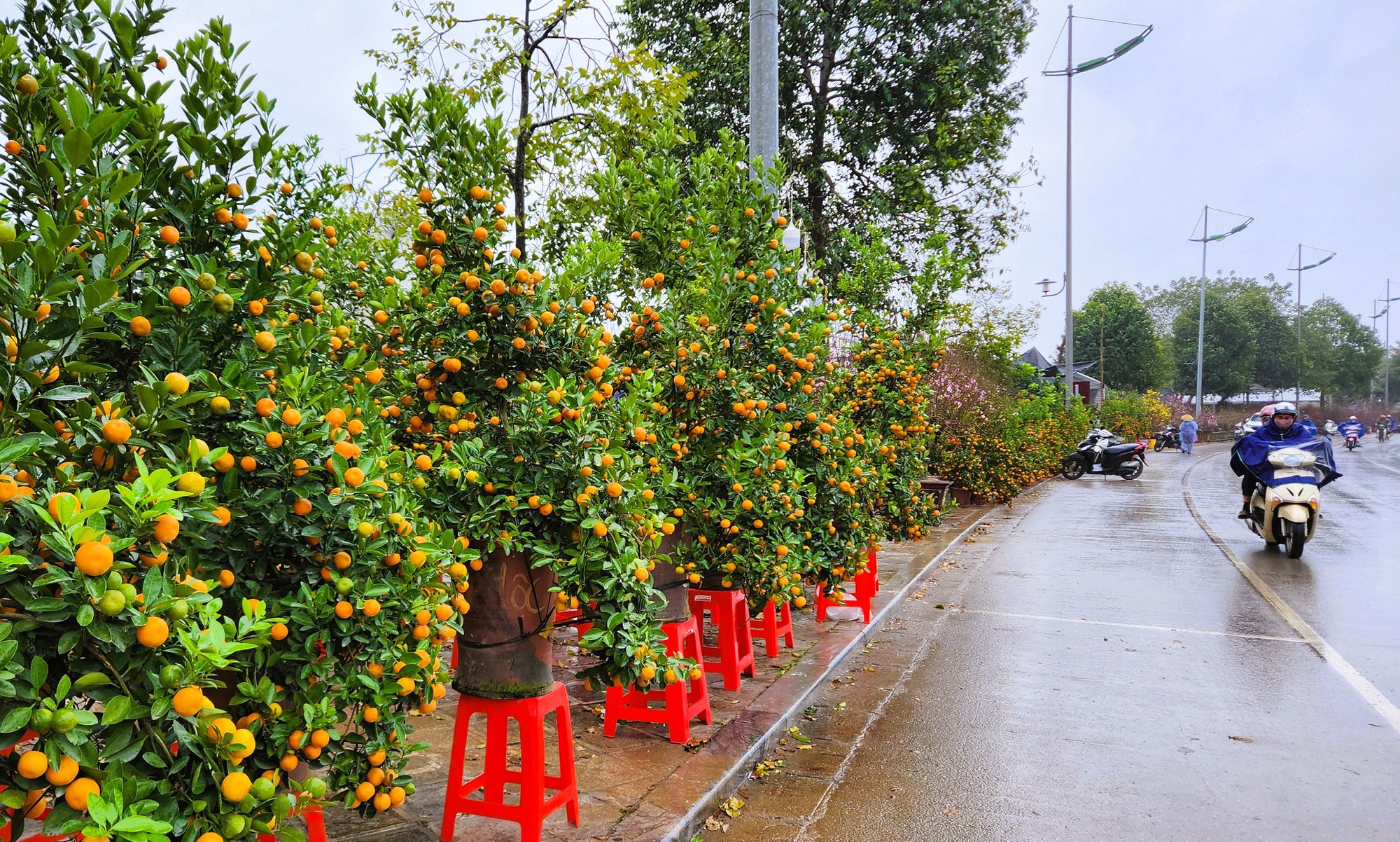 Đào bung nở khắp phố dưới mưa rét, tiểu thương "cắn răng" xả lỗ- Ảnh 2.