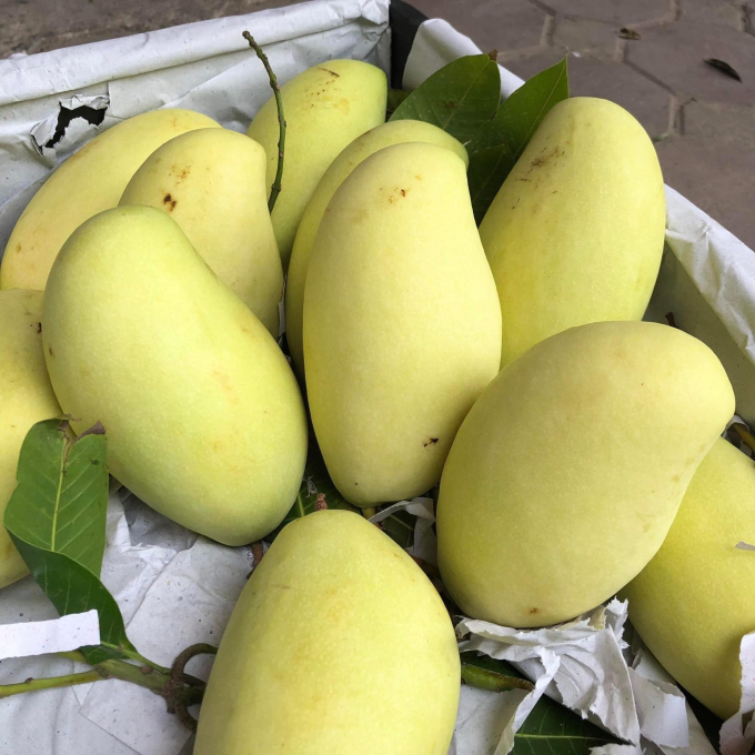 Tiết lộ 1 loại quả Việt chứa cực ít thuốc trừ sâu, Tết mua về ăn vừa ngon vừa sạch: Thế mà bấy lâu vẫn bị mang tiếng oan!- Ảnh 8. Tiết lộ 1 loại quả Việt chứa cực ít thuốc trừ sâu, Tết mua về ăn vừa ngon vừa sạch: Thế mà bấy lâu vẫn bị mang tiếng oan!- Ảnh 8.