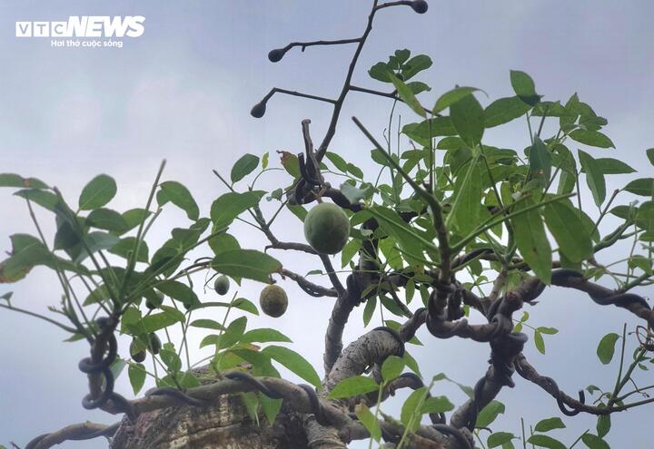 ‘Cóc ghẻ’ lên chậu thành bonsai hàng trăm triệu đồng- Ảnh 10.