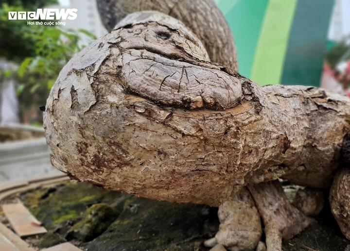 ‘Cóc ghẻ’ lên chậu thành bonsai hàng trăm triệu đồng- Ảnh 6.