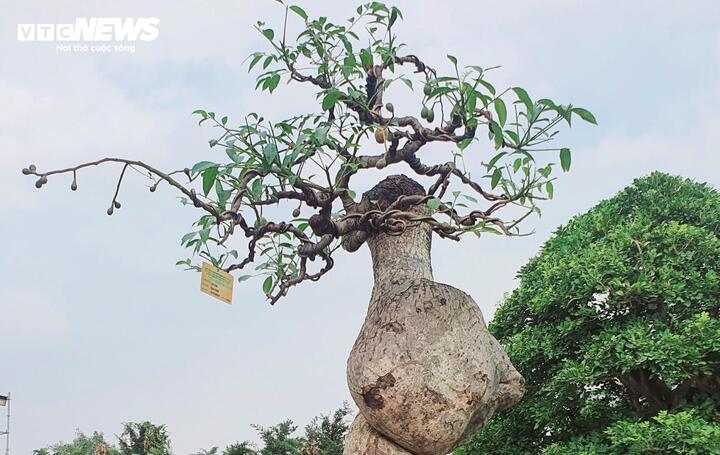 ‘Cóc ghẻ’ lên chậu thành bonsai hàng trăm triệu đồng- Ảnh 1.