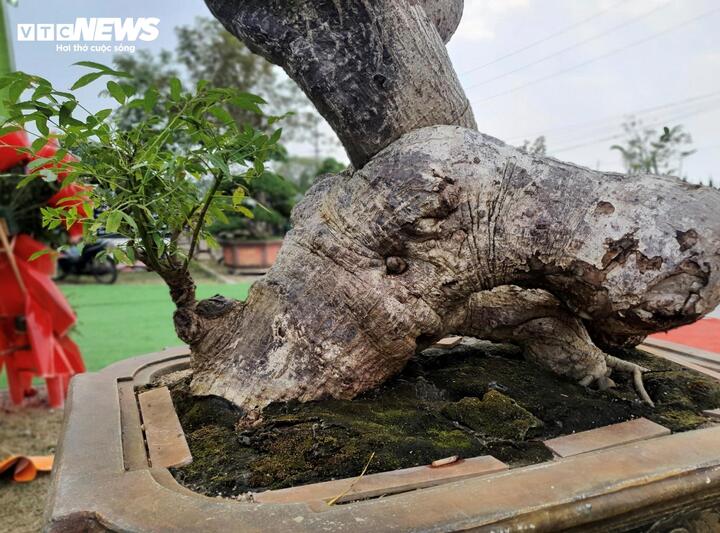 ‘Cóc ghẻ’ lên chậu thành bonsai hàng trăm triệu đồng- Ảnh 9.