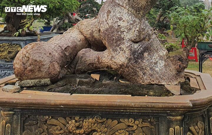 ‘Cóc ghẻ’ lên chậu thành bonsai hàng trăm triệu đồng- Ảnh 7.