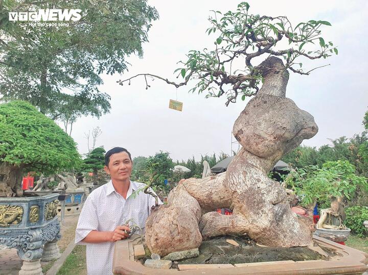 ‘Cóc ghẻ’ lên chậu thành bonsai hàng trăm triệu đồng- Ảnh 5.