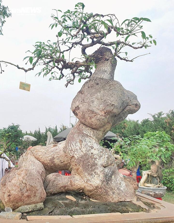 ‘Cóc ghẻ’ lên chậu thành bonsai hàng trăm triệu đồng- Ảnh 3.