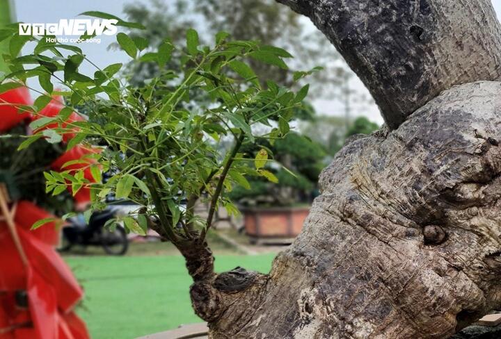 ‘Cóc ghẻ’ lên chậu thành bonsai hàng trăm triệu đồng- Ảnh 4.