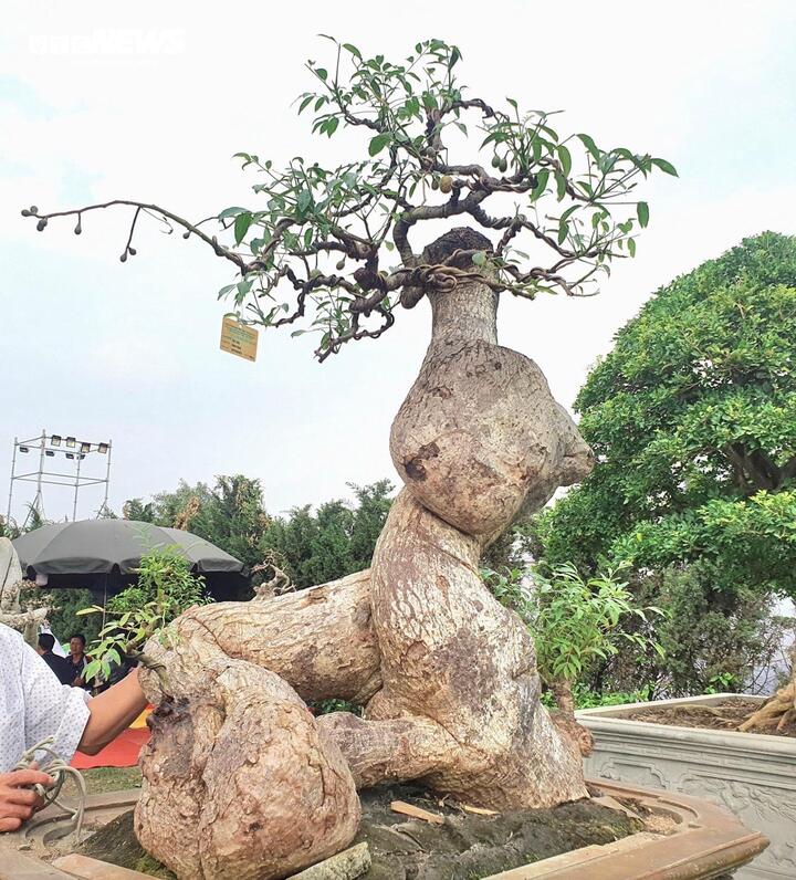 ‘Cóc ghẻ’ lên chậu thành bonsai hàng trăm triệu đồng- Ảnh 2.