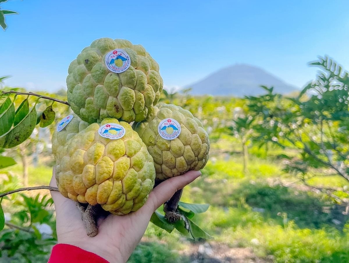 Trồng loại quả đứng đầu mâm ngũ quả chưng Tết miền Nam, nông dân biên giới thu cả tỷ đồng dịp này- Ảnh 2.