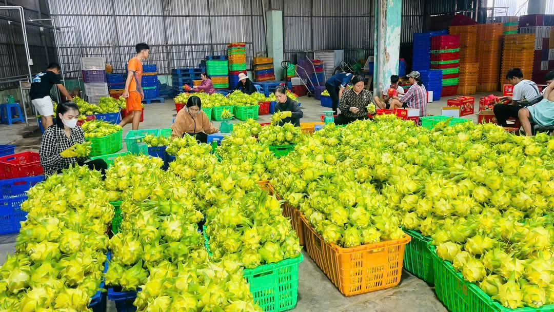 Thanh long vàng “cháy hàng” dịp Tết, nông dân lãi lớn- Ảnh 2.