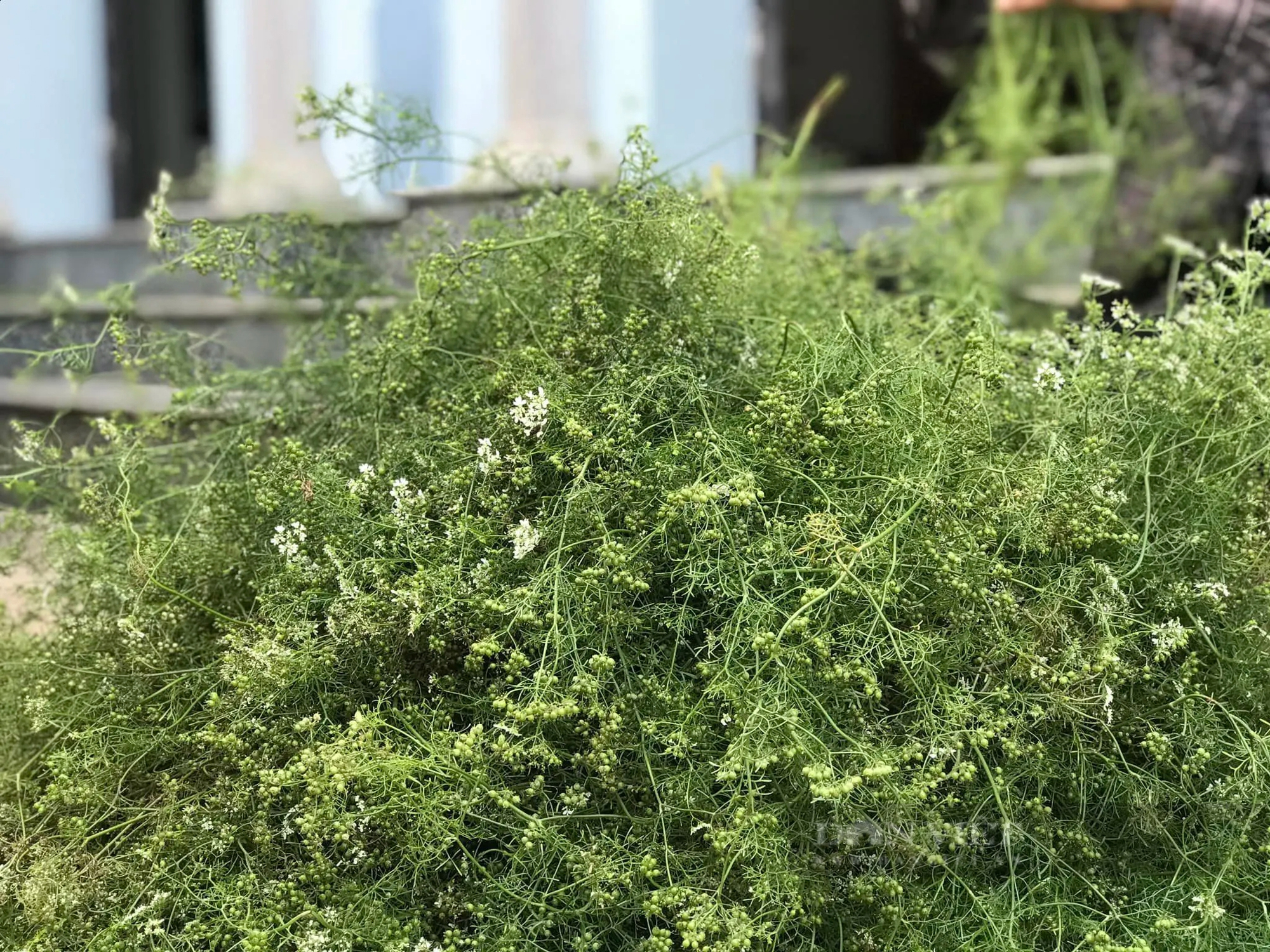 Loại lá không thể thiếu vào ngày cuối năm của người Việt: Đem tắm thì tốt sức khỏe, rửa mặt thì da hồng hào- Ảnh 4. Loại lá không thể thiếu vào ngày cuối năm của người Việt: Đem tắm thì tốt sức khỏe, rửa mặt thì da hồng hào- Ảnh 4.