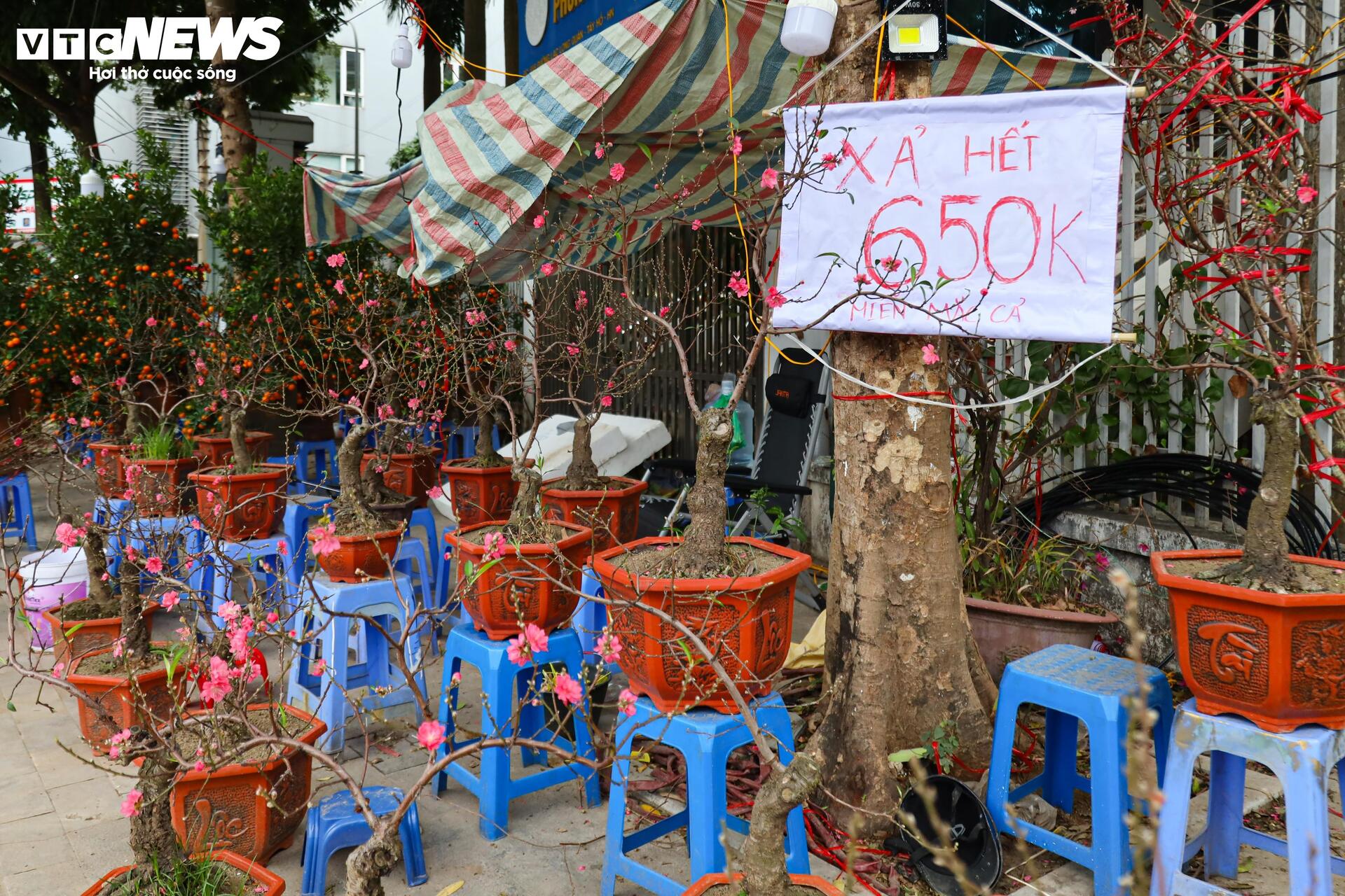 Hoa đào, mai vàng đại hạ giá, tiểu thương xả hàng về quê ăn Tết- Ảnh 8.