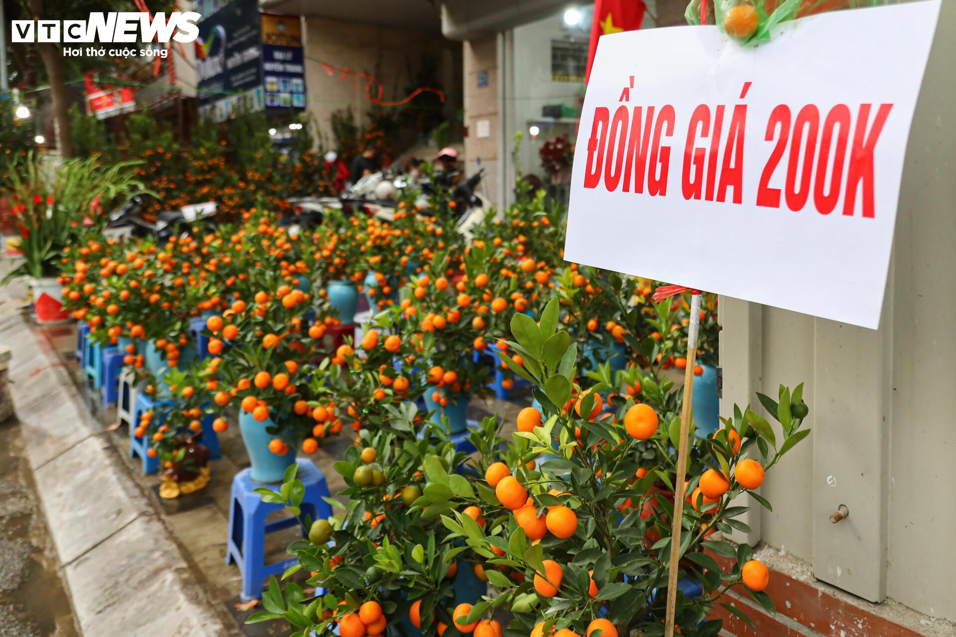 Hoa đào, mai vàng đại hạ giá, tiểu thương xả hàng về quê ăn Tết- Ảnh 10.