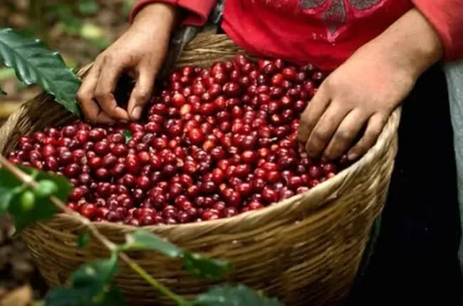 Giá cà phê Arabica tăng kỷ lục- Ảnh 1.