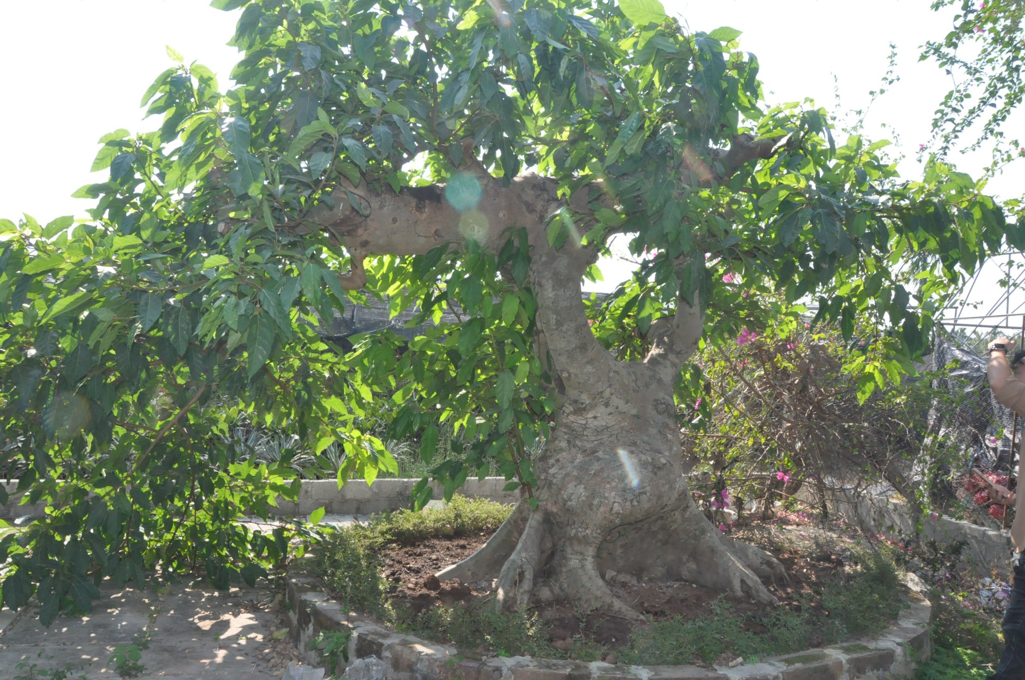 Cây dại thành bonsai tiền tỷ, có người mang xe Camry đến đổi chủ nhân vẫn lắc đầu- Ảnh 4.