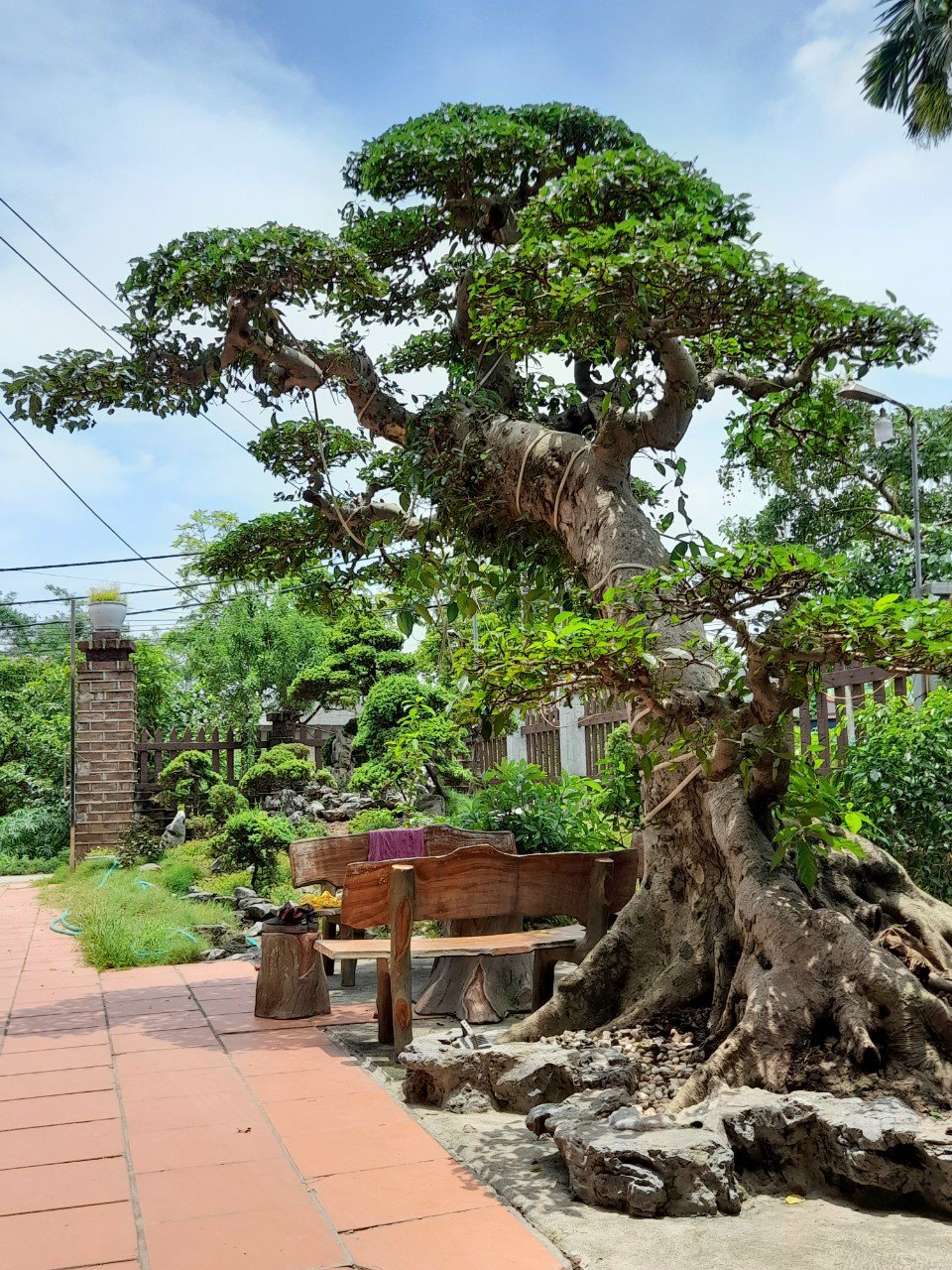 Cây dại thành bonsai tiền tỷ, có người mang xe Camry đến đổi chủ nhân vẫn lắc đầu- Ảnh 6.