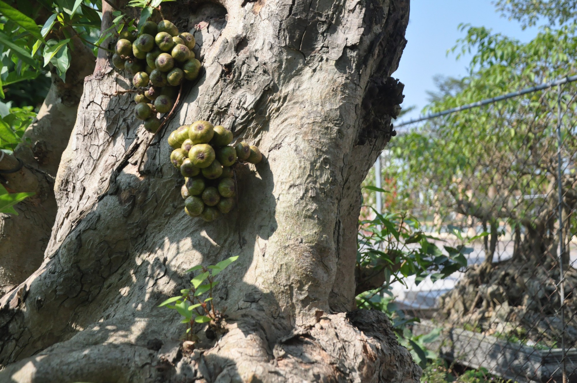 Cây dại thành bonsai tiền tỷ, có người mang xe Camry đến đổi chủ nhân vẫn lắc đầu- Ảnh 15.